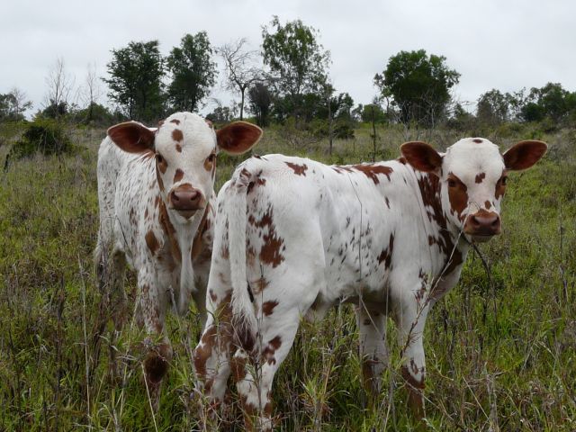 Texas Longhorn calves