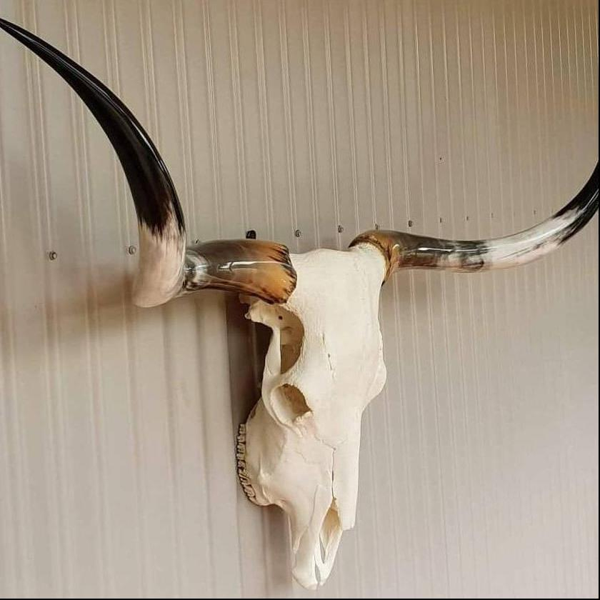 Texas Longhorn skull