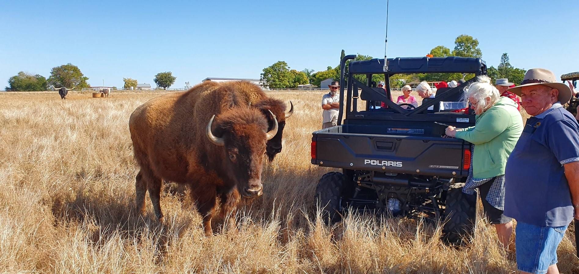 Texas Longhorn Safari